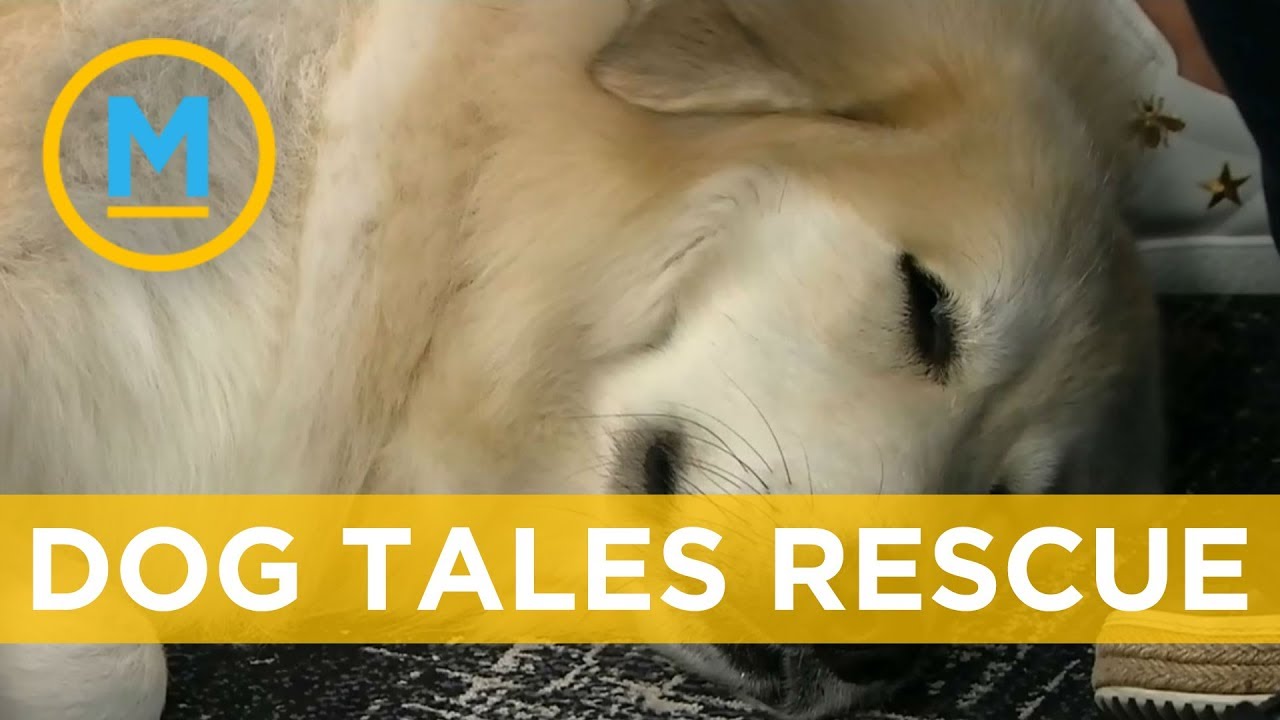 This Canadian couple started the dog sanctuary of your dreams | Your Morning