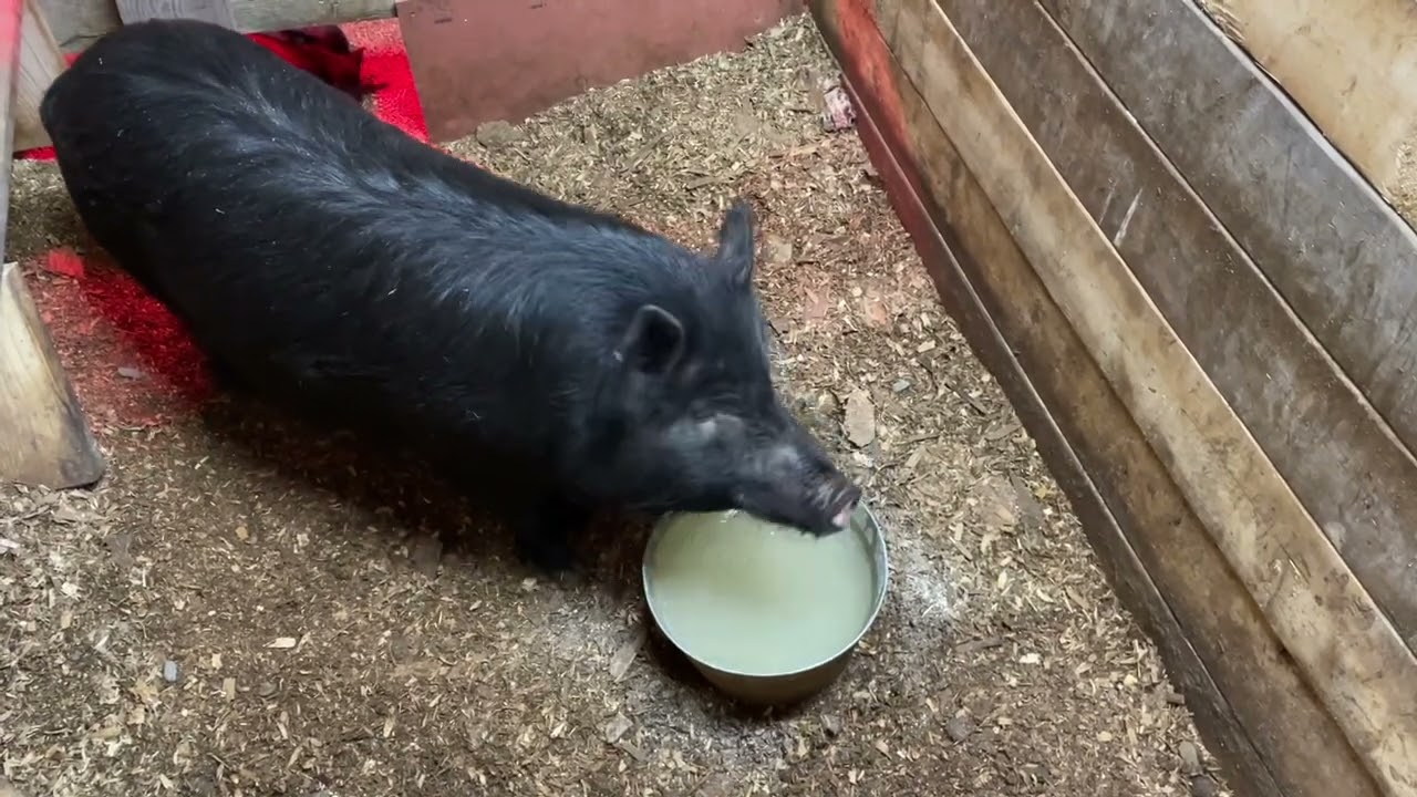 American Guinea hog piglets