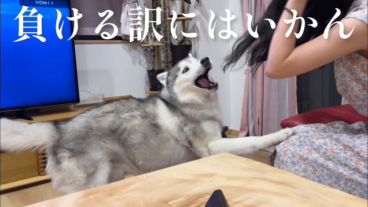 元バスケ部の鬼ディフェンスを前に思わず拳が出てしまうシベリアンハスキー