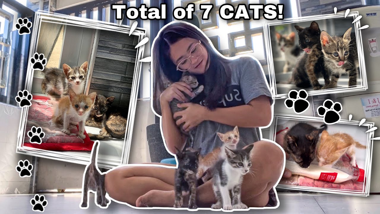 RESCUED 5 MORE CATS! | Road To Cat Mom Na Ba? | Sai Datinguinoo
