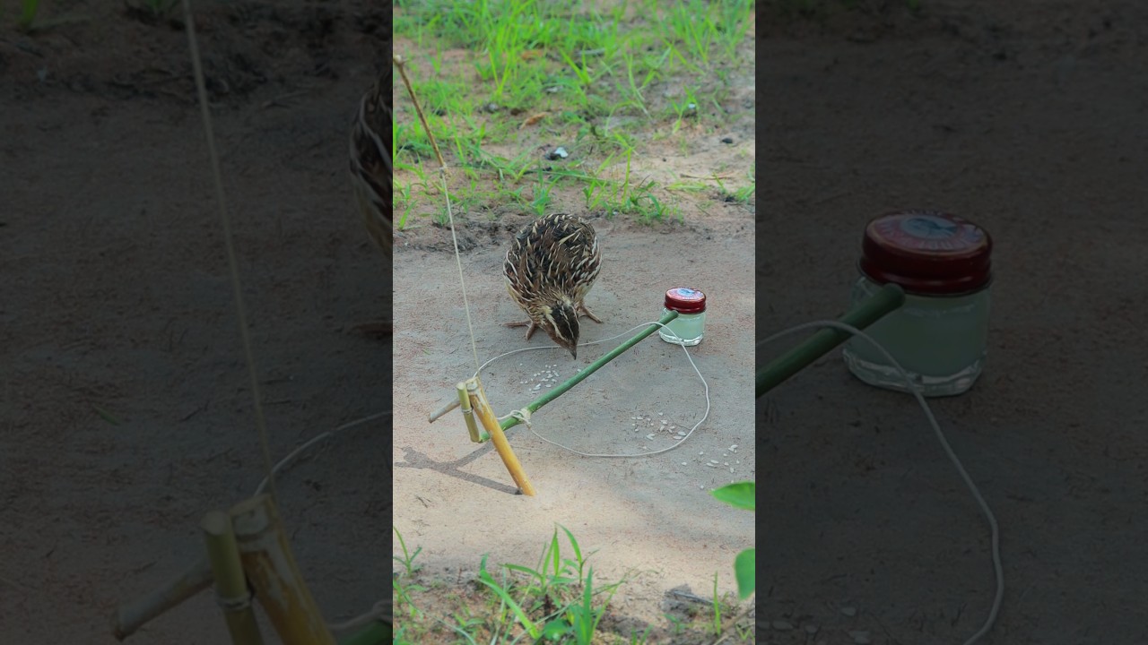 Creative DIY techniques for building quail trap #shortvideo #ytshorts #birds