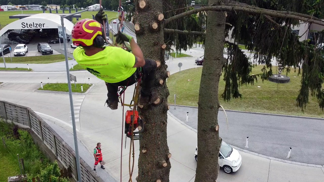 Baumabtragung mit Seilklettertechnik