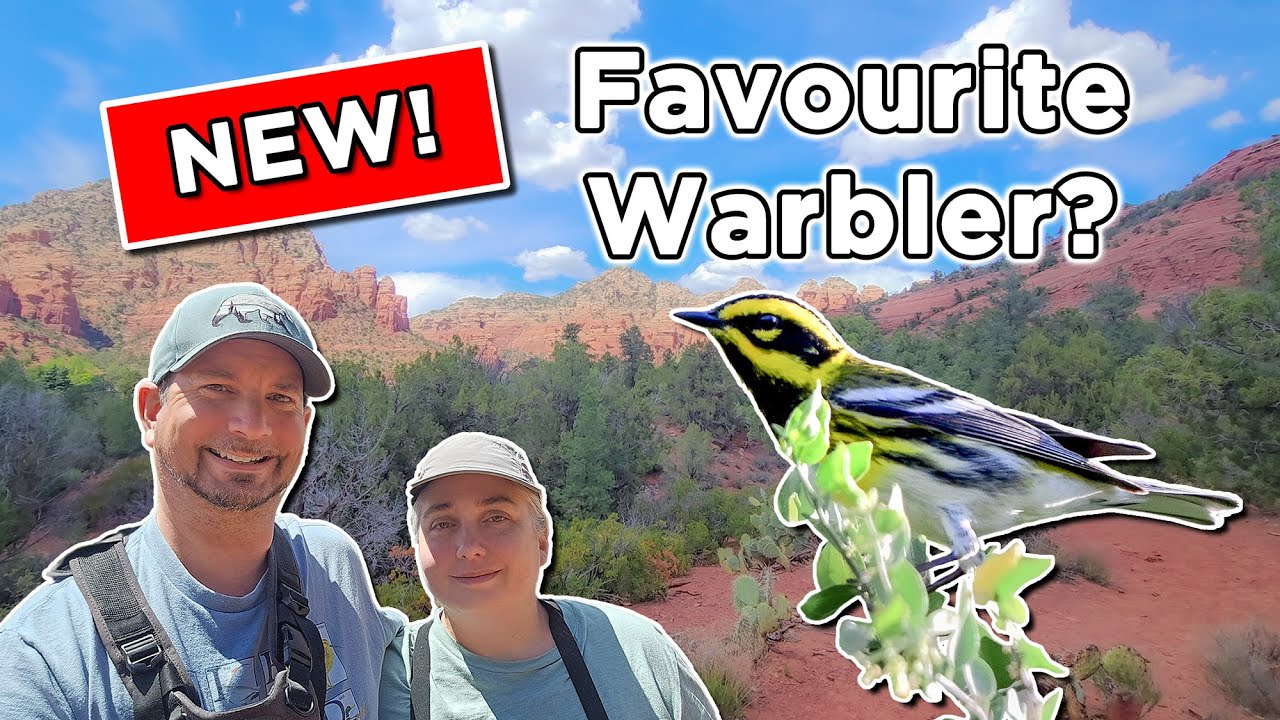 Birding Sedona and a Big Return to Phoenix - PLUS My NEW Favourite Warbler?
