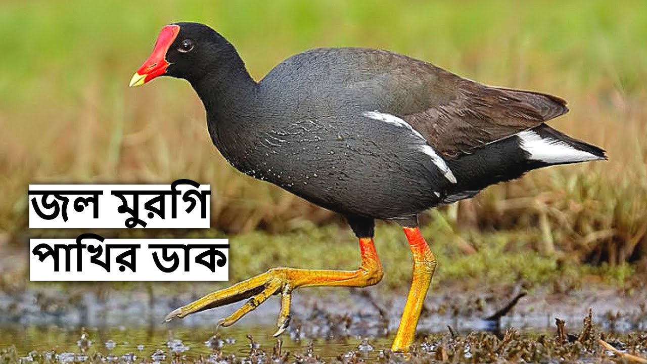 জলমুরগি পাখির ডাক রিংটোন | Moorhen Bird Call | Jal Murgi Pakhir Dak | Moorhen Sound@wildindiamit​