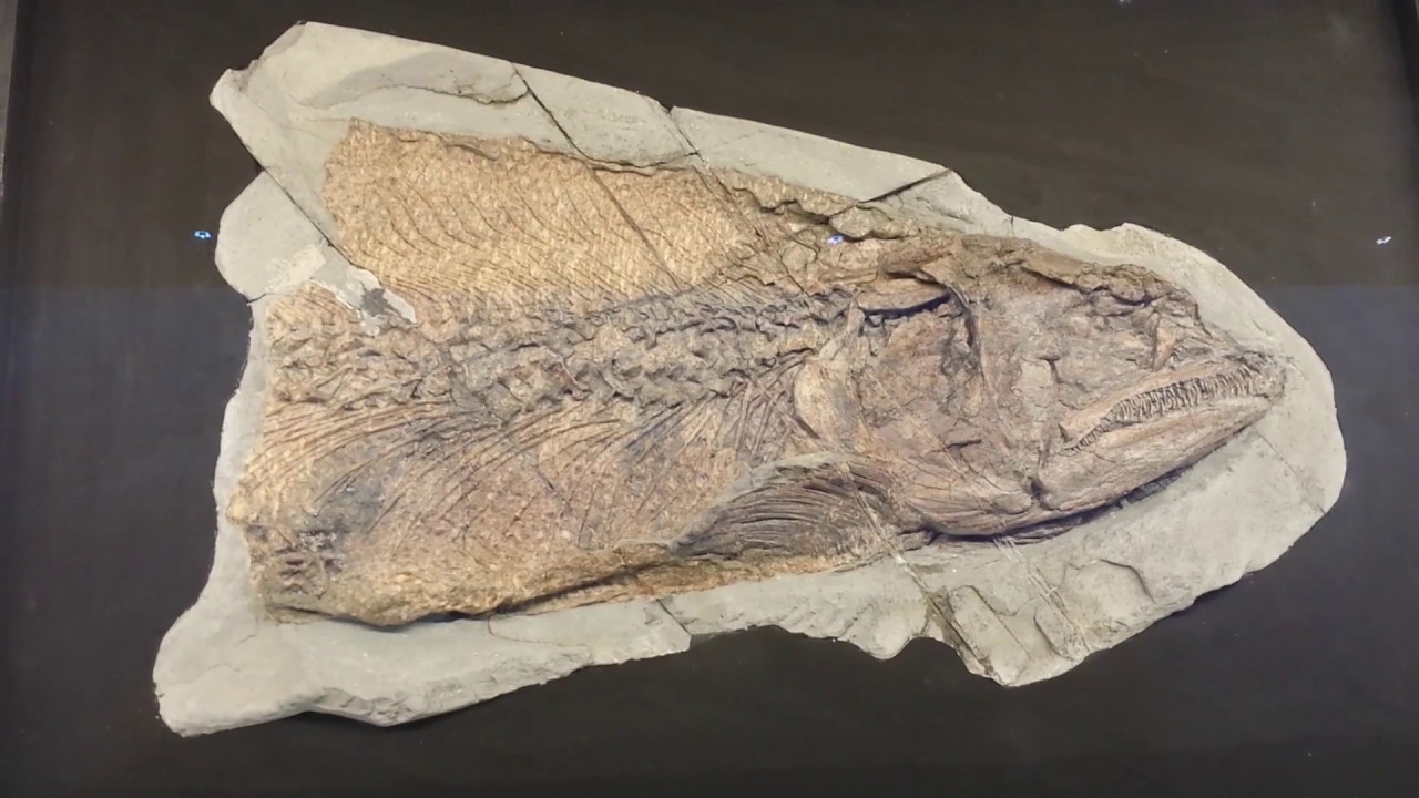 Etches Collection Of Jurassic Fossils Museum In Kimmeridge Bay, Dorset, UK