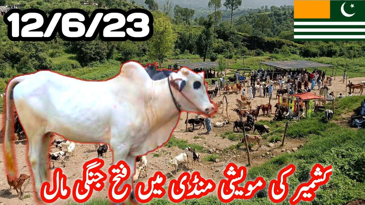 Kashmir ki muvashi mandi main aj khob ronaq rahi || Dongi muvashi mandi kotli #animalmarket