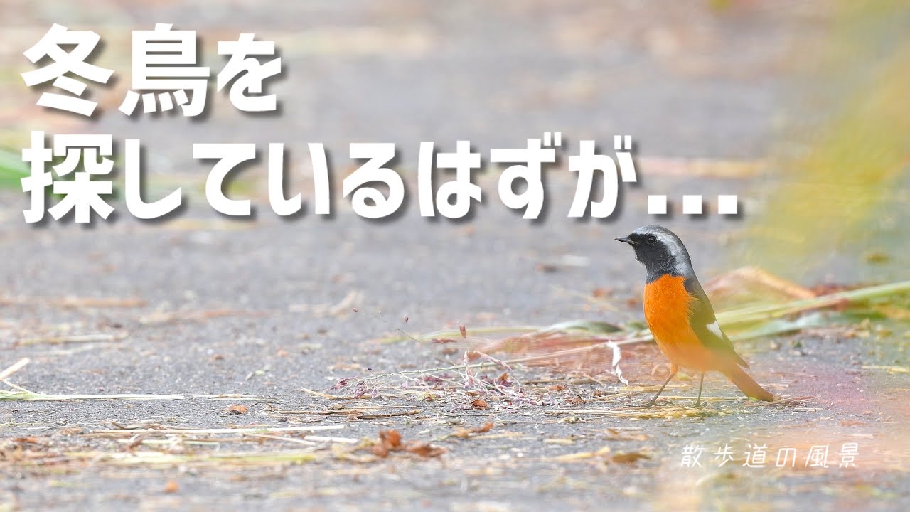 《ゆるい自然観察Vlog173》冬鳥たちが到着しました。
