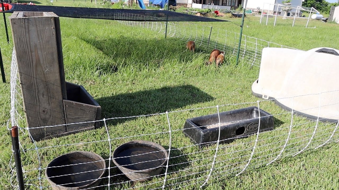 HOW TO BUILD A PIG PEN WITH PREMIER1 ELECTRIC NETTING