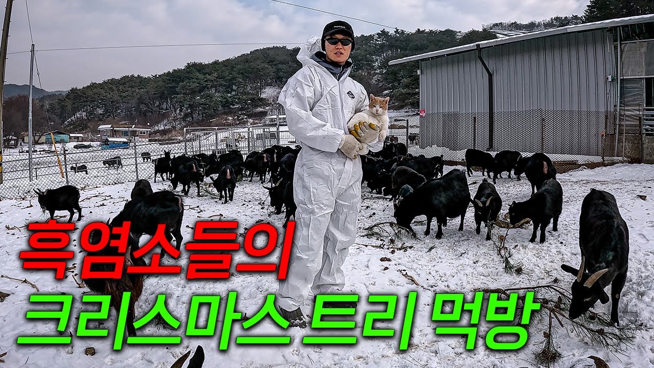 대한민국 최전방 흑염소 부대와 함께하는 메리크리스마스 ep56