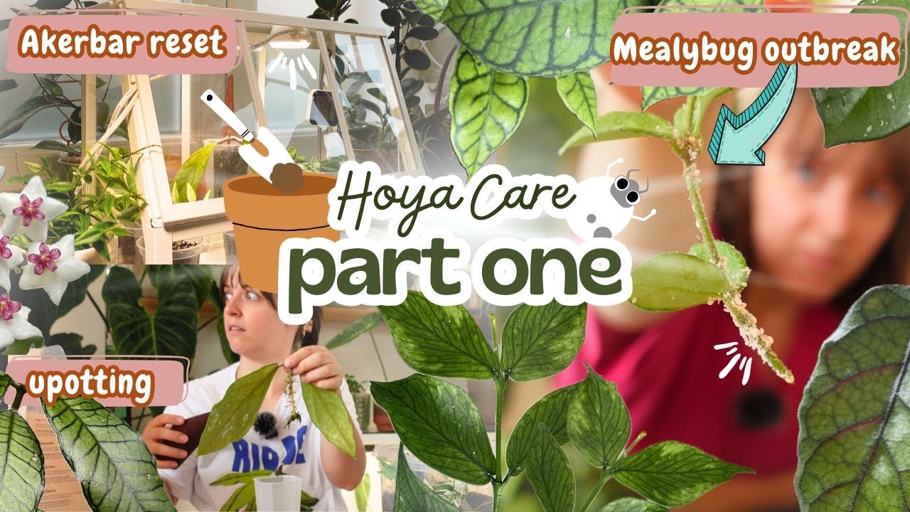 Hoya Care Part One 👩🏻‍🌾🌿 Repotting, Restarting & Pest Treating