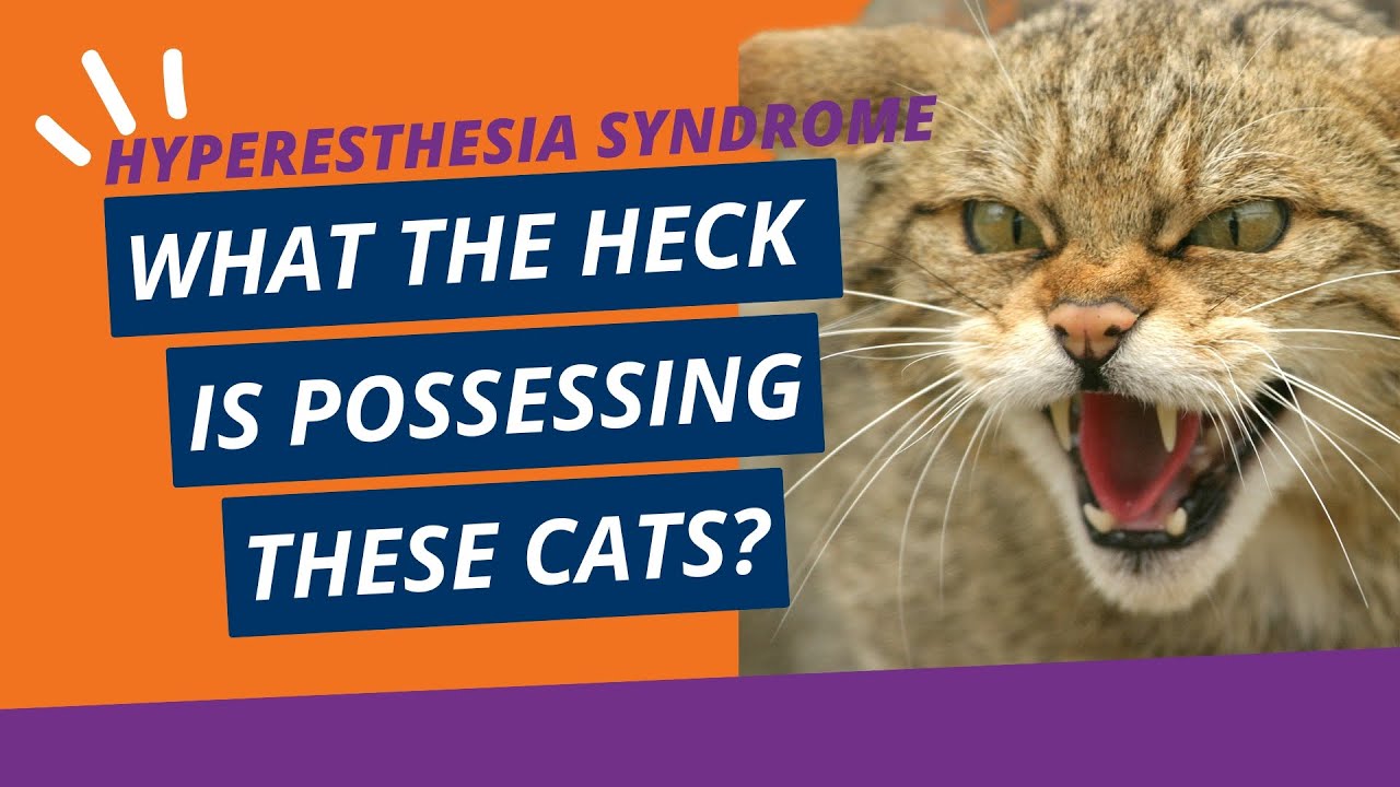 Feline hyperesthesia diagnosis and treatment