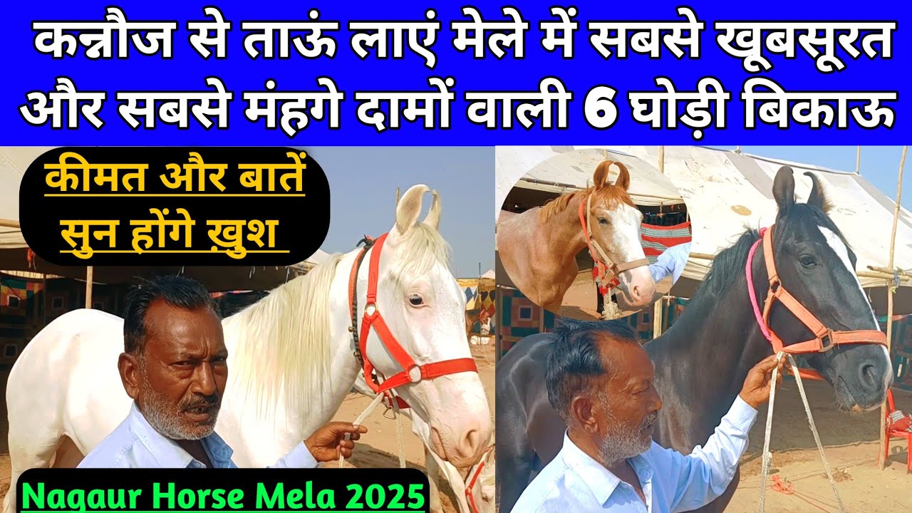 कन्नौज से ताऊं लाएं मेले में सबसे खूबसूरत और सबसे मंहगे दामों वाली 6 घोड़ी बिकाऊ। Nagaur Mela 2025।