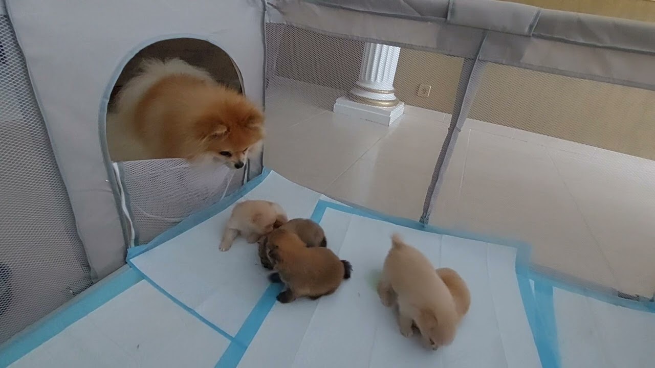🐶🐾😘