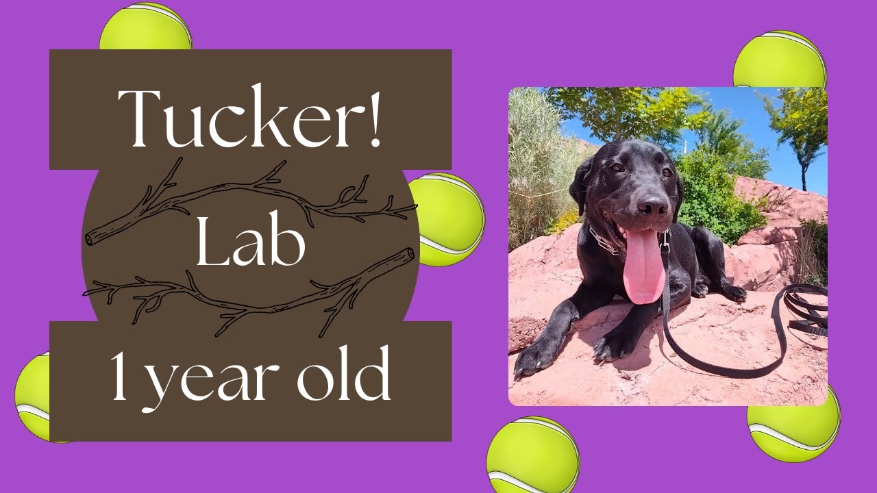 Murry City Dog Trainers ||| OLK9 Utah ||| 1 Year Old Lab, Tucker
