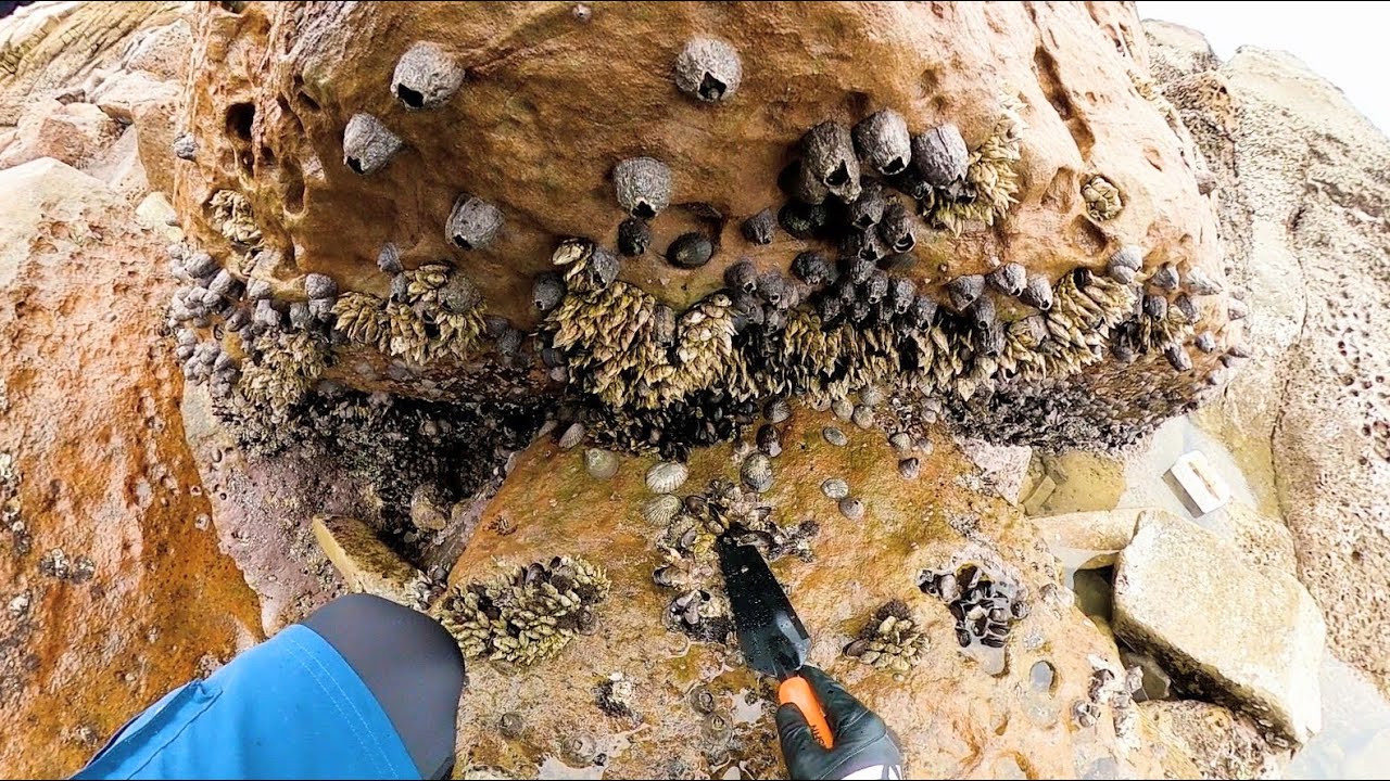 Я живу в рыболовстве. Приманка бесплатно.