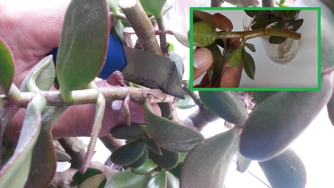 Geldbaum / Pfennigbaum schneiden und vermehren / Bonsai Speck Eiche selber ziehen &ndash; Anleitung