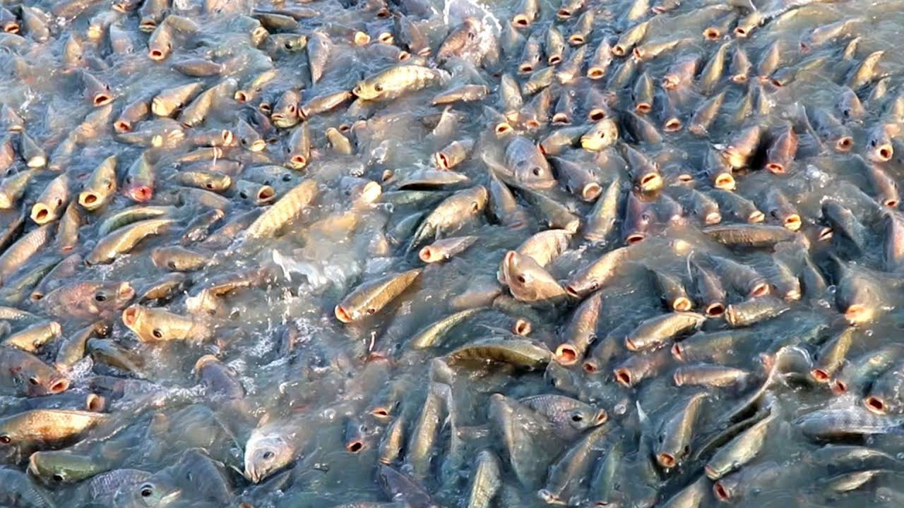 罗非鱼的一生｜现代化养殖和生产非洲鲫鱼