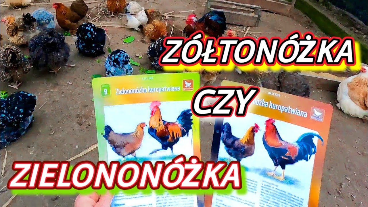 #chicken 🐓 Zielononóżka czy Żółtonóżka? Różnice i podobieństwa. Która lepsza? 🤔