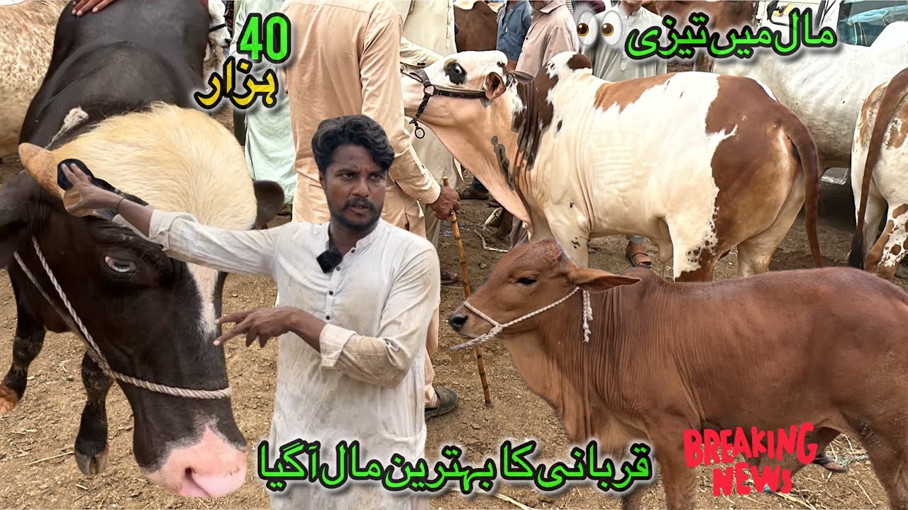 Bhains Colony Cow Mandi Latest Rates Update 30 Jul 2025 || Qurbani 2026 || Sab Se Sasti Mandi