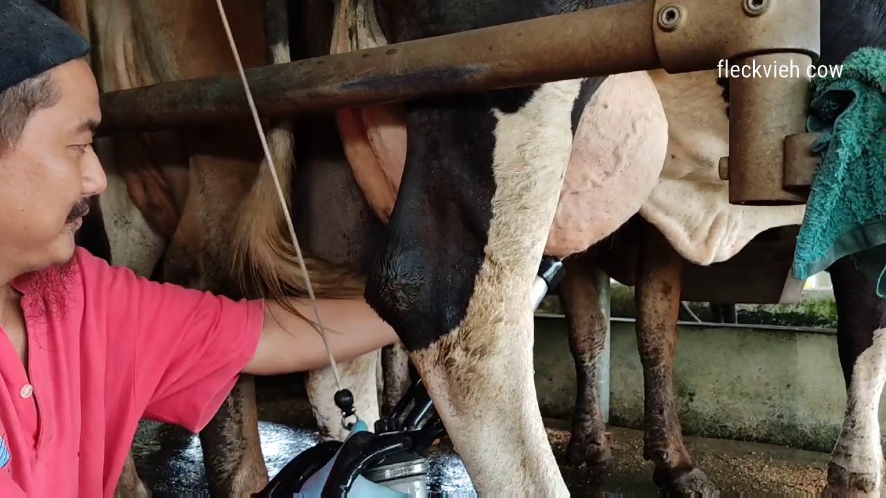 Tempat pemerahan susu lembu.