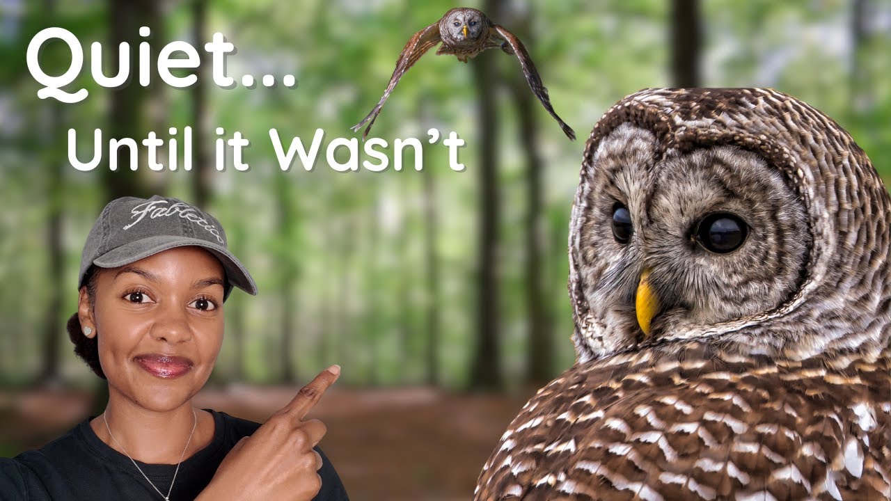 Barred Owl Drama Unfolds in a Quiet Park