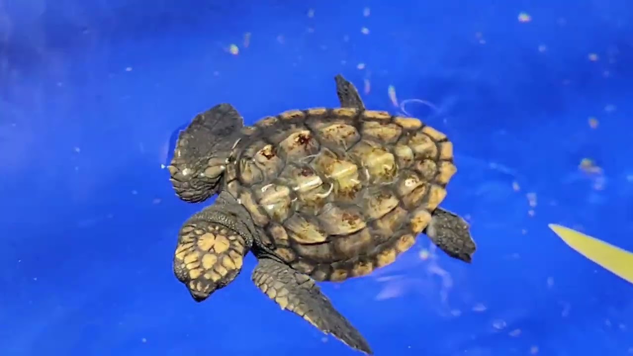 20251209 鹿兒島-水族館