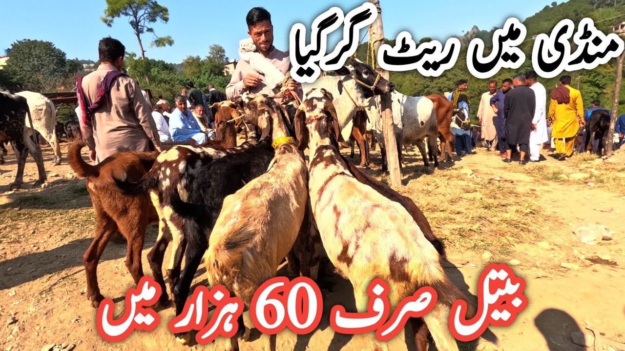 Dongi muvashi mandi main sasti bakrayian || Bakra mandi kashmir #goats 