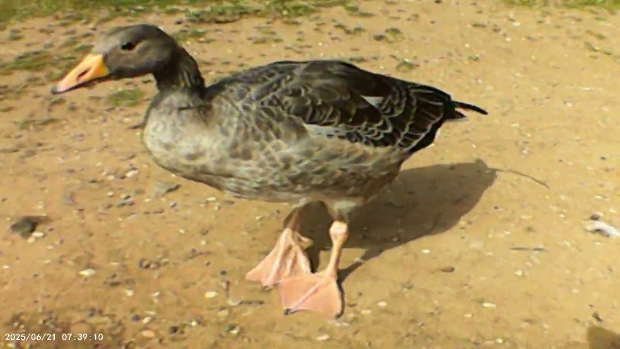 come take a relaxing walk with me in a country park and lake  . Part 1
