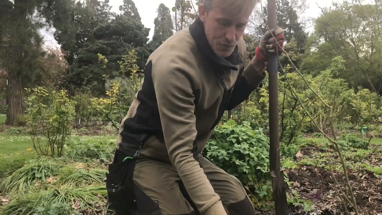 DIY: krokussen vermeerderen