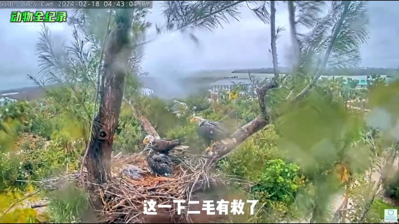 傍晚的四点四十四分，雕父母终于带着鱼回来了，二毛有救了