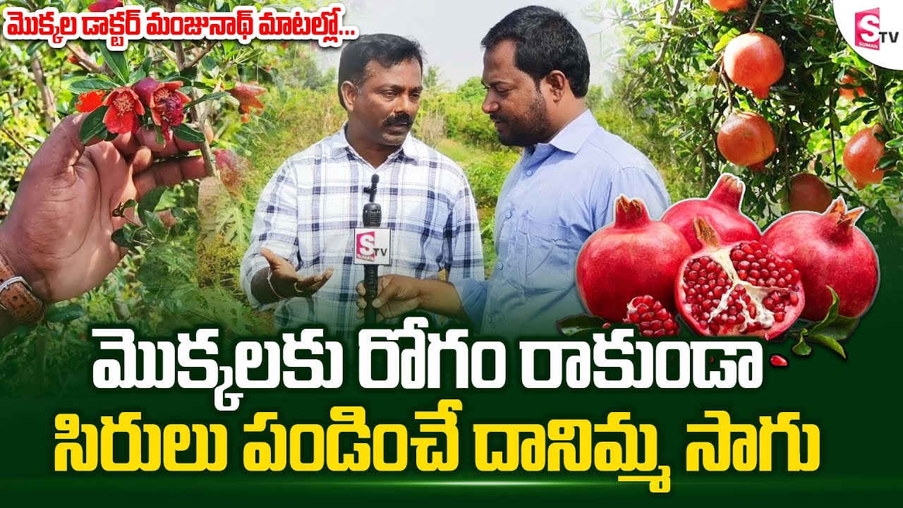 ఆర్గానిక్ దానిమ్మ..! ఎంత కష్టమో అంత లాభం..! Special Story On Organic Pomegranate Farming | SumanTV