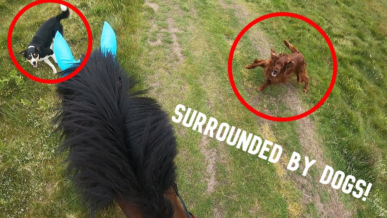 SURROUNDED BY A PACK OF DOGS! | GOPRO HACK | THATOLLIEPONY
