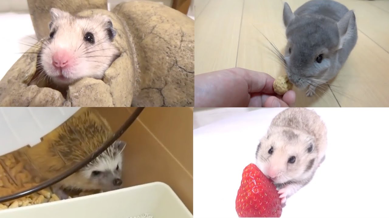 きょんくまペットちゃん達の可愛いシーン集！Part1