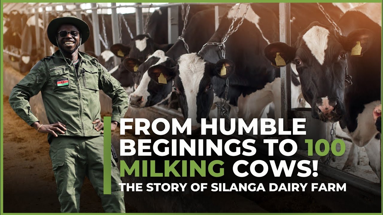Inside Silanga Dairy Farm: From Humble Beginnings to Dairy Excellence