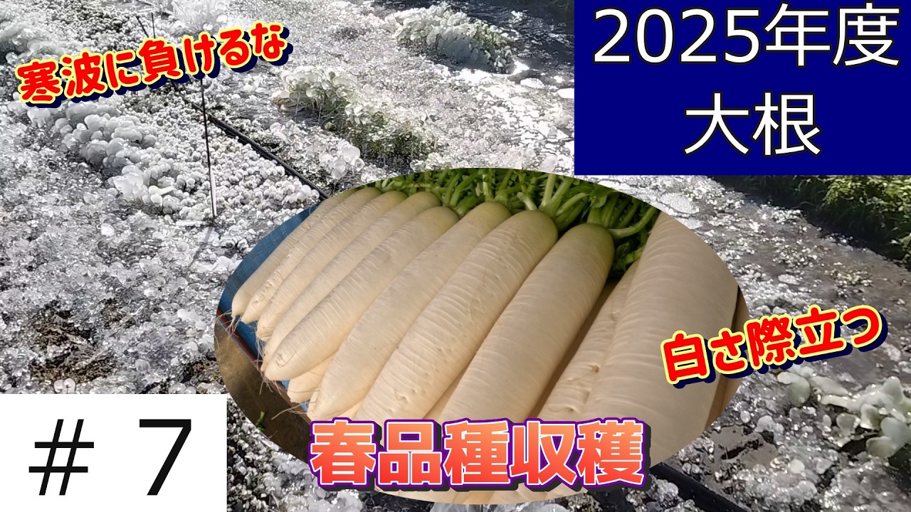収穫はようやく折り返し～大根は春品種に～