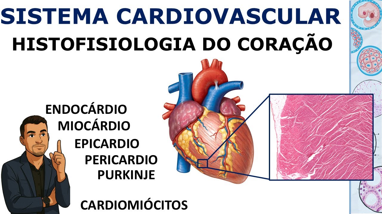 Histologia do Coração: Endocárdio, Miocárdio e Epicárdio