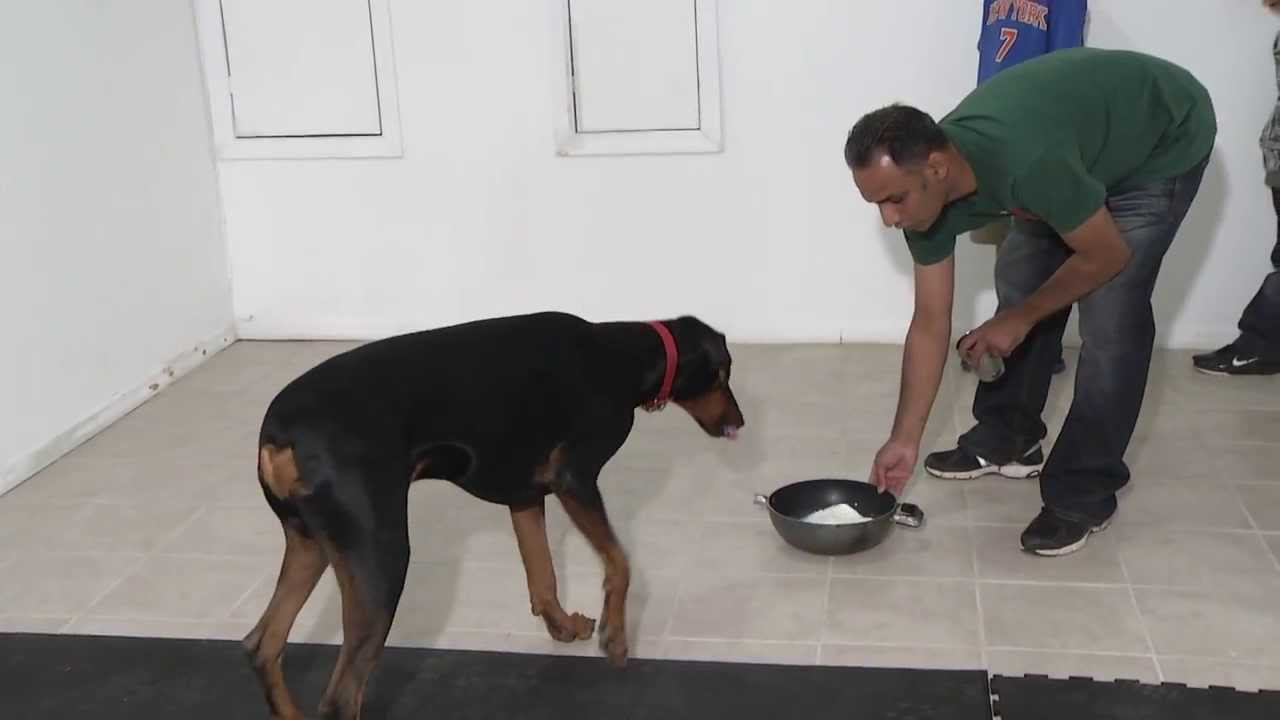 Doberman Pinscher Amazing Tricks