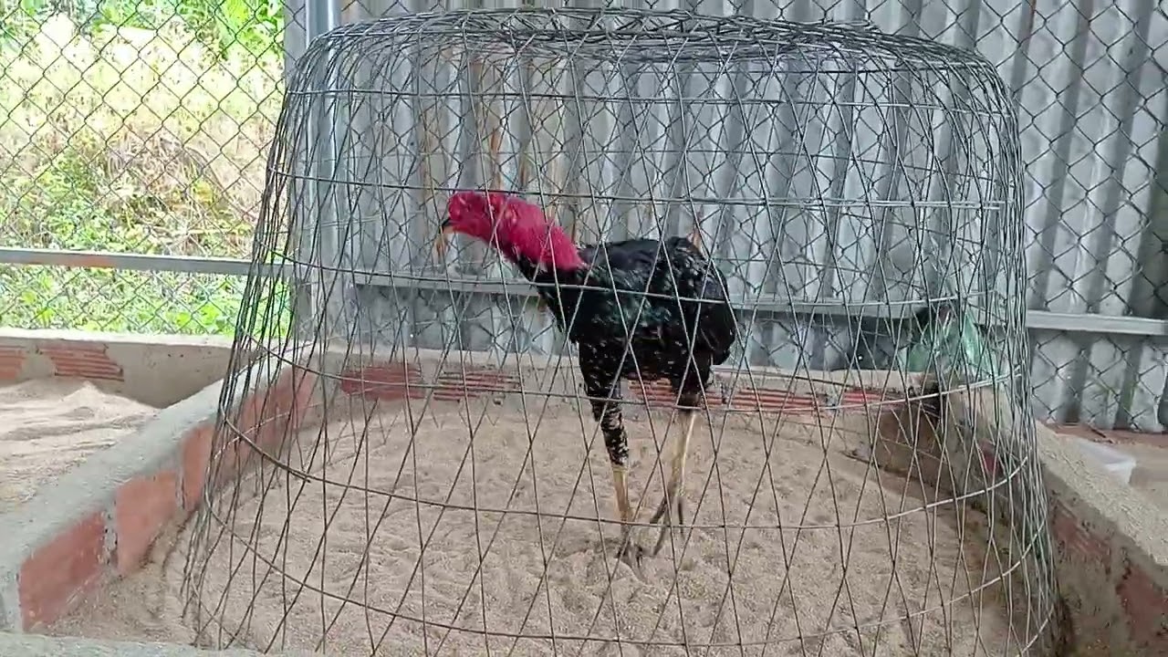 Mùng 4 khai xuân đầu năm, hữu nghị, zl 0358...006...146