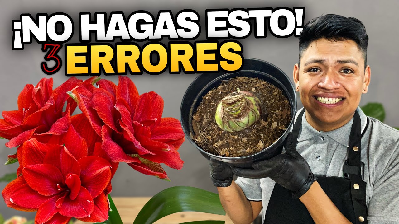 ¡NO HAGAS ESTO! 3 Errores que MATAN tu AMARILIS en Invierno