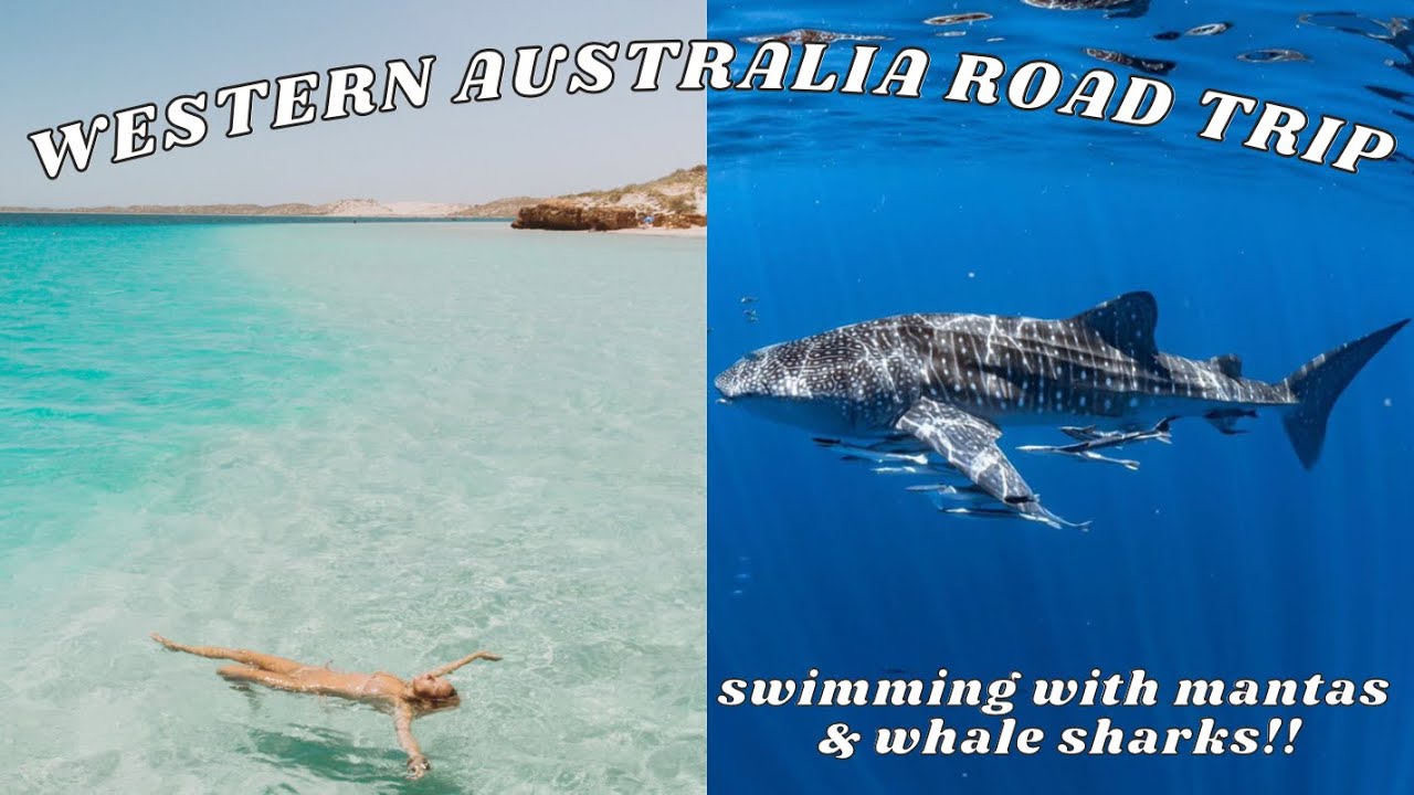 VAN LIFE IN EXMOUTH & CORAL BAY | Swimming With Whale Sharks & Mantarays!