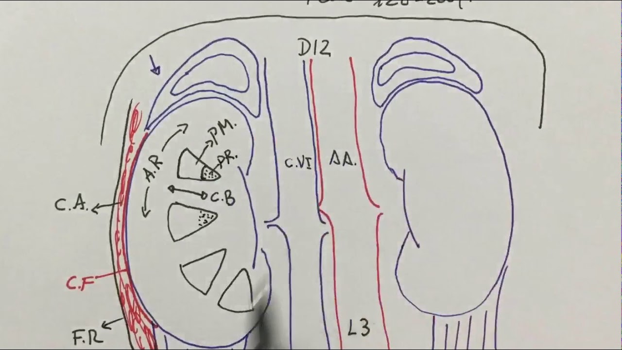 Anatomía del riñón