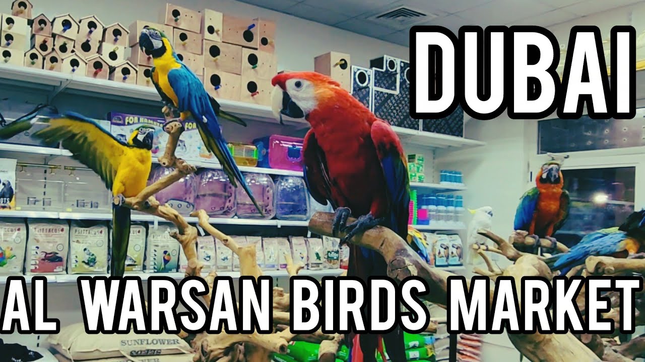 Discovering Dubai's Hidden Gem / Warsan Birds & Pet Market / Dubai 🇦🇪