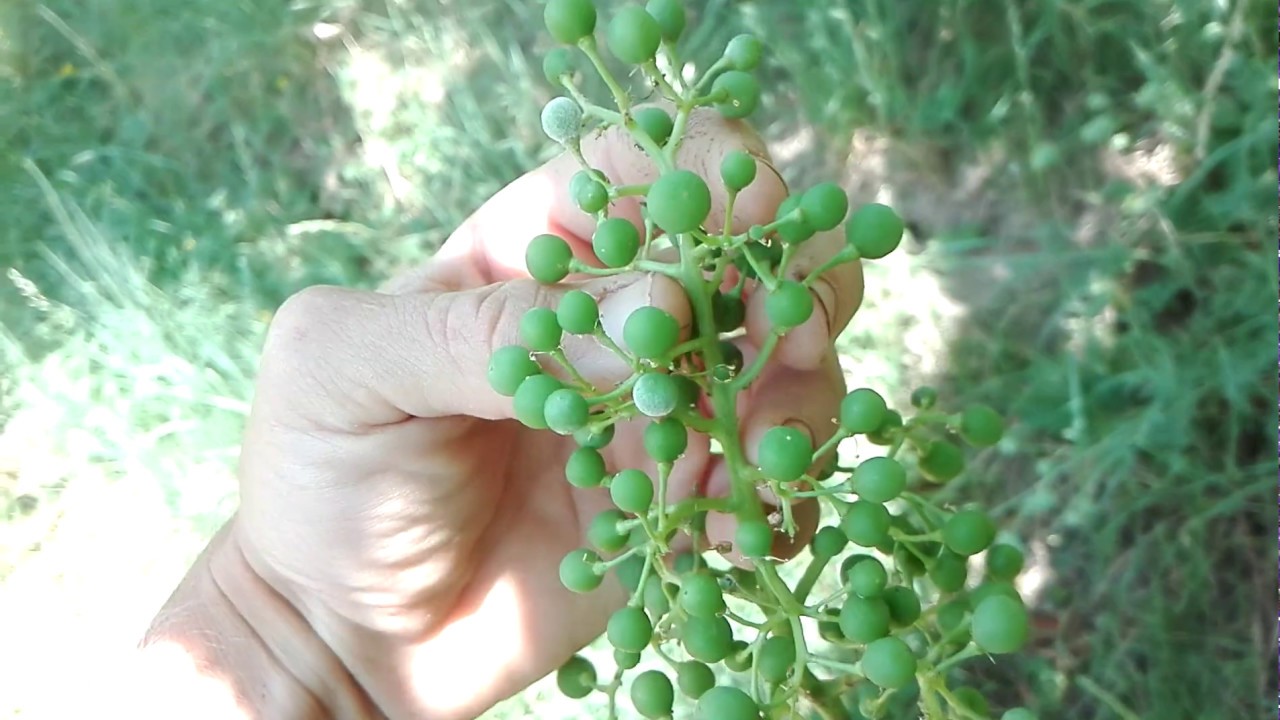 Múčnatka viniča (Uncinula necator)