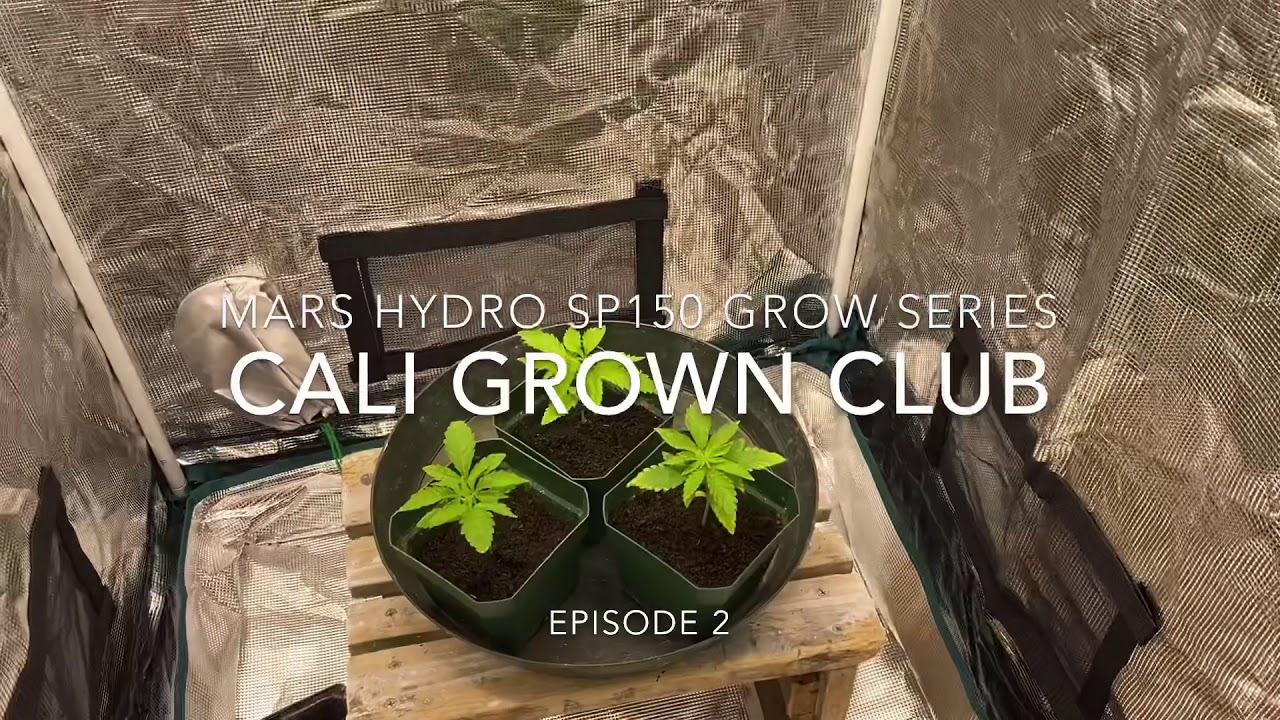 MarsHydro SP150: Grow Series #2