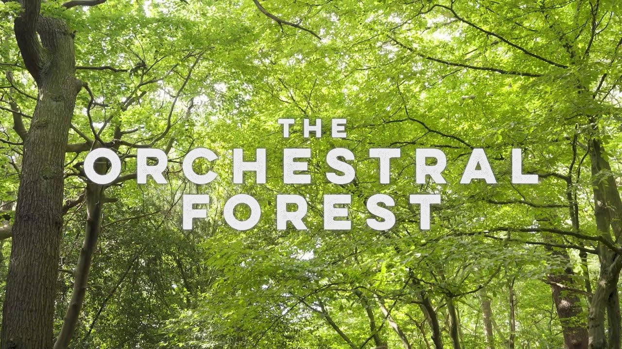 #ConcertLab | The Orchestral Forest | Official Trailer - Sinfonia Smith Square