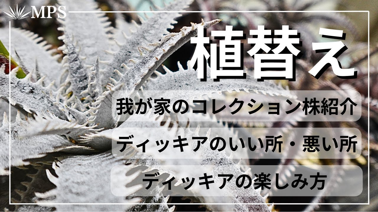 【ディッキア】植替え。コレクション株の紹介と土の作り方やいい所悪い所上手な楽しみ方など。