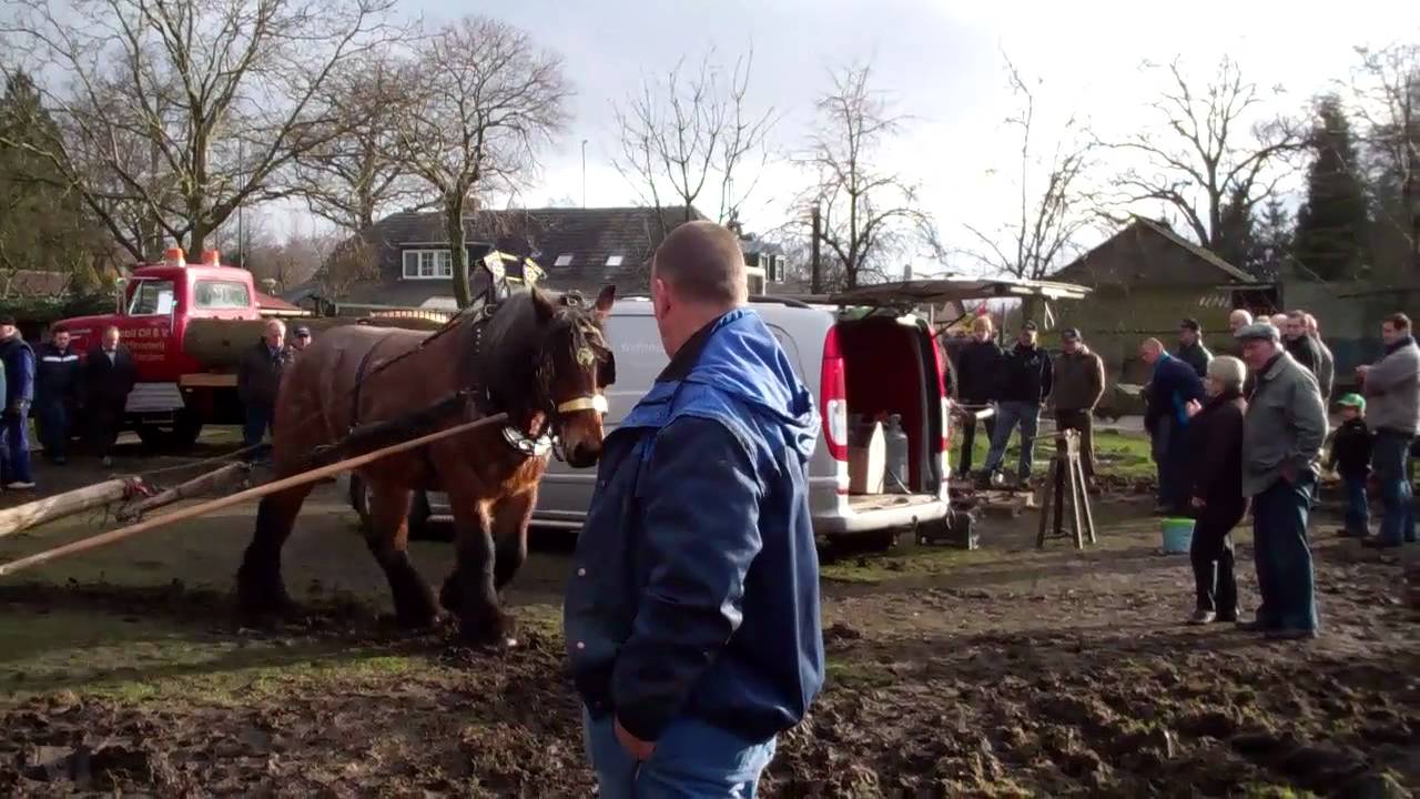 100 % real Horse Power !!  Dorsdag Bladel 2012
