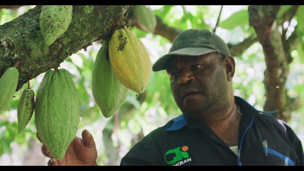 Ebier Suth Cokran - a regenerative organic cacao farm in West Papua Indonesia - highlights (2 min)