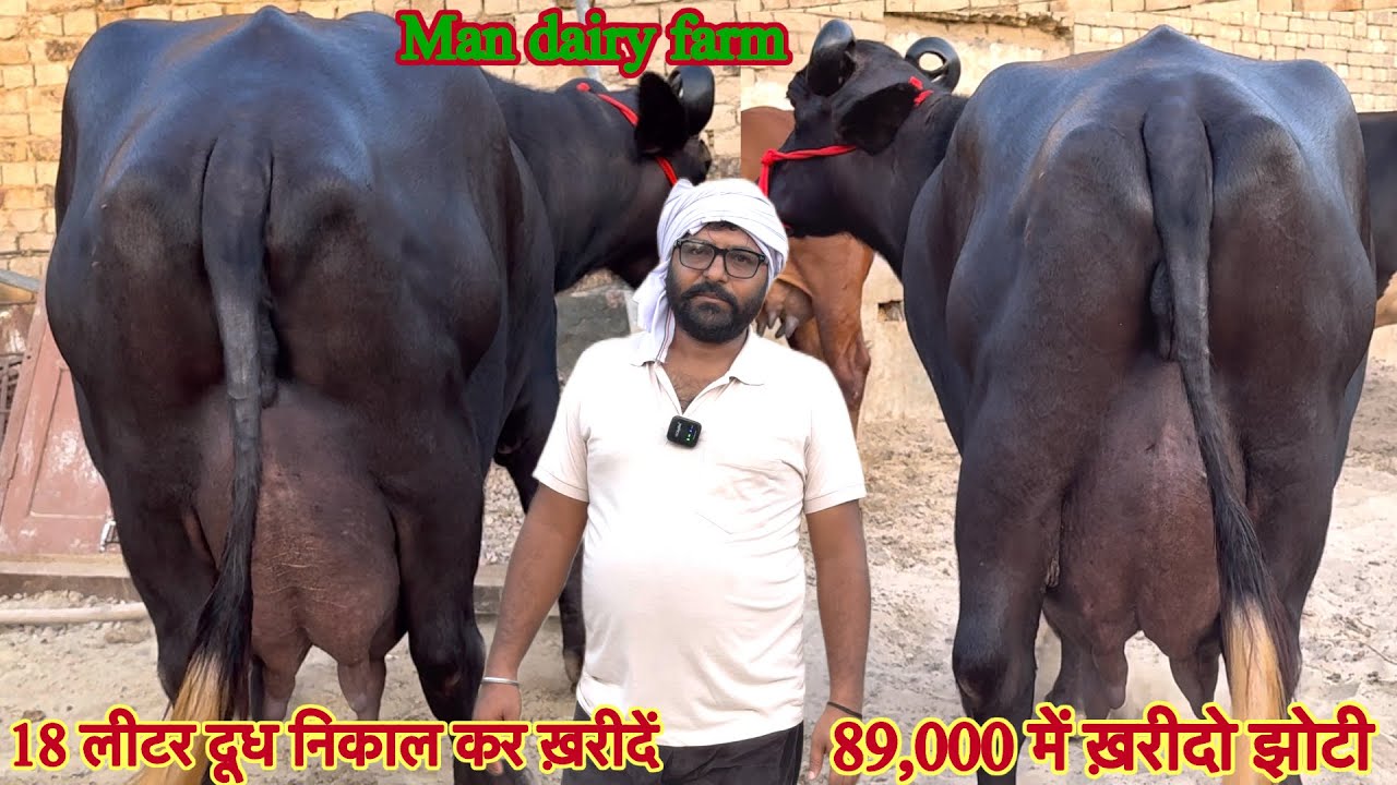 18 लीटर दूध तैयार की ✅ दाम 89,000 में ख़रीदो झोटी 🏆टॉप झोटिया 😱ट्रांसपोर्ट फ़्री 🚚 🎉4 झोटी बिकाऊ 👈🏻