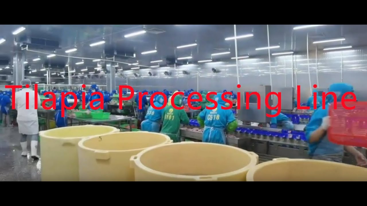 Tilapia, tilapia processing, tilapia processing line, tilapia production line